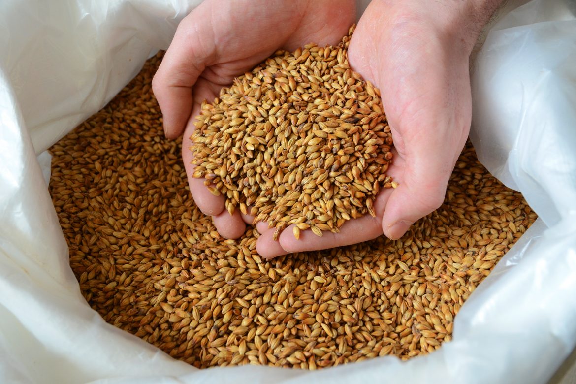 Weizen- und Gerstenmalzkörner werden aus einem Getreidesack von zwei Händen entnommen.